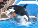 Sea World